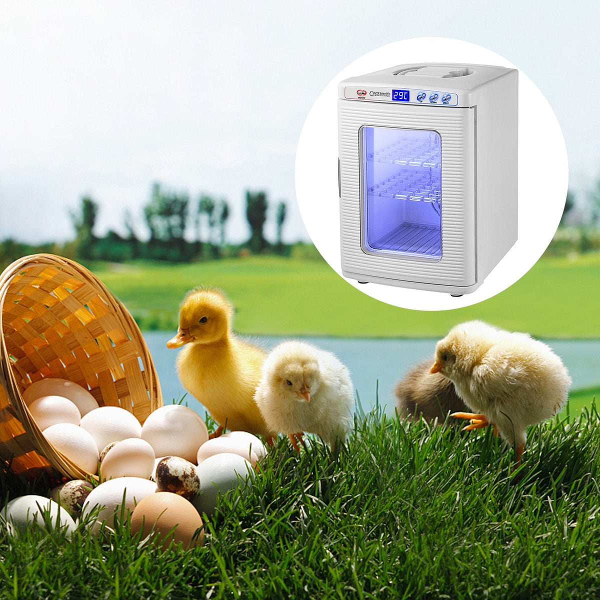 White Reptile Incubator 25L Scientific Lab Incubator Digital Incubator Cooling And Heating 5-42°C Reptile Egg Incubator 12V/110V Work For Small Reptiles